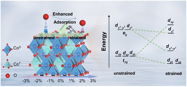 Graphical abstract: The strain-mediated orbital synergy in Co3O4 for enhanced oxygen evolution reaction activity