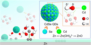 Graphical abstract: Tailored quantum dots as a multifunctional electrolyte additive for highly reversible zinc anodes in alkaline batteries