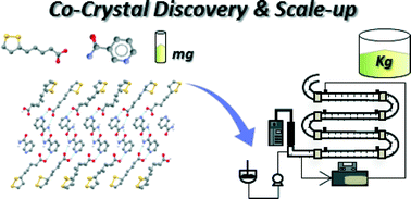 Graphical abstract: From discovery to scale-up: α-lipoic acid : nicotinamide co-crystals in a continuous oscillatory baffled crystalliser