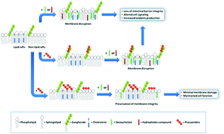 Graphical abstract: Interactions of flavan-3-ols and procyanidins with membranes: mechanisms and the physiological relevance