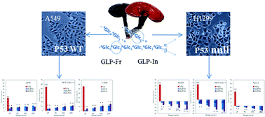 Graphical abstract: Inhibitor or promoter? The performance of polysaccharides from Ganoderma lucidum on human tumor cells with different p53 statuses
