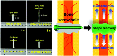 Graphical abstract: HAp incorporated ultrafine polymeric fibers with shape memory effect for potential use in bone screw hole healing