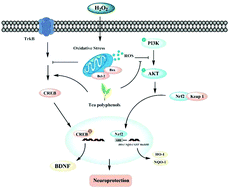 Graphical abstract: Neuroprotective action of tea polyphenols on oxidative stress-induced apoptosis through the activation of the TrkB/CREB/BDNF pathway and Keap1/Nrf2 signaling pathway in SH-SY5Y cells and mice brain