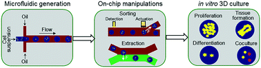 Graphical abstract: Generation and manipulation of hydrogel microcapsules by droplet-based microfluidics for mammalian cell culture