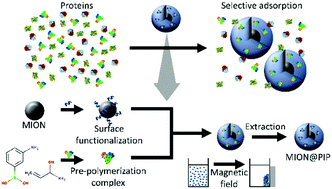 Graphical abstract: Magnetic protein imprinted polymers: a review