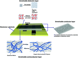 Graphical abstract: Morphological/nanostructural control toward intrinsically stretchable organic electronics