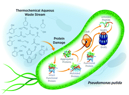 Graphical abstract: Thermochemical wastewater valorization via enhanced microbial toxicity tolerance