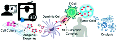Graphical abstract: Microfluidic on-demand engineering of exosomes towards cancer immunotherapy