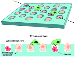Graphical abstract: Single cell arrays of hematological cancer cells for assessment of lymphocyte cytotoxicity dynamics, serial killing, and extracellular molecules