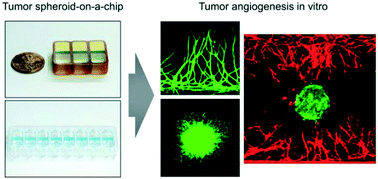 Graphical abstract: Tumor spheroid-on-a-chip: a standardized microfluidic culture platform for investigating tumor angiogenesis