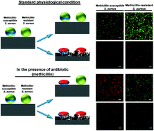 Graphical abstract: Outsmarting superbugs: bactericidal activity of nanostructured titanium surfaces against methicillin- and gentamicin-resistant Staphylococcus aureus ATCC 33592