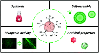 Graphical abstract: Water-soluble fullerene-based nanostructures with promising antiviral and myogenic activity