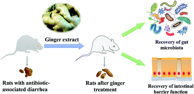 Graphical abstract: Modulation of gut microbiota and intestinal barrier function during alleviation of antibiotic-associated diarrhea with Rhizoma Zingiber officinale (Ginger) extract