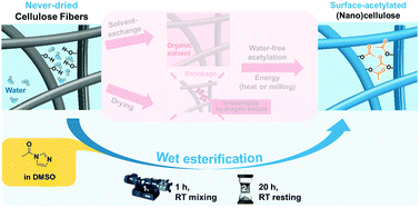 Graphical abstract: Wet esterification of never-dried cellulose: a simple process to surface-acetylated cellulose nanofibers