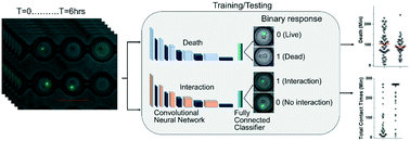 Graphical abstract: Machine learning-aided quantification of antibody-based cancer immunotherapy by natural killer cells in microfluidic droplets