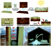 Graphical abstract: Janus wood membranes for autonomous water transport and fog collection