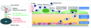 Graphical abstract: A multilayered blood vessel/tumor tissue chip to investigate T cell infiltration into solid tumor tissues