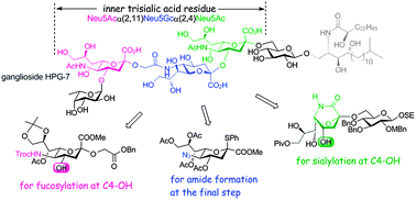 Graphical abstract: Synthesis of the glycan moiety of ganglioside HPG-7 with an unusual trimer of sialic acid as the inner sugar residue