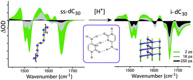 Graphical abstract: Long-lived excited states in i-motif DNA studied by picosecond time-resolved IR spectroscopy