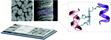 Graphical abstract: Spectroelectrochemistry of FeIII- and CoIII-mimochrome VI artificial enzymes immobilized on mesoporous ITO electrodes