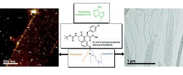 Graphical abstract: Nucleobase peptide amphiphiles