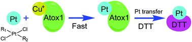 Graphical abstract: Copper binding modulates the platination of human copper chaperone Atox1 by antitumor trans-platinum complexes