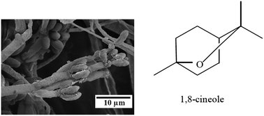 Graphical abstract: Methods of discovery and techniques to study endophytic fungi producing fuel-related hydrocarbons