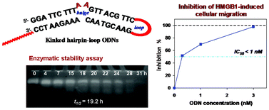 Graphical abstract: Hairpin ODN-based ligands as potential inhibitors of HMGB1 cytokine activity