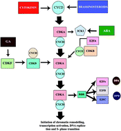 Graphical abstract: Phytohormones in regulation of the cell division and endoreduplication process in the plant cell cycle