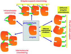 Graphical abstract: Glutaraldehyde in bio-catalysts design: a useful crosslinker and a versatile tool in enzyme immobilization