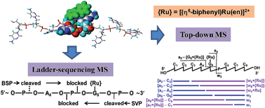 Graphical abstract: Identification and discrimination of binding sites of an organoruthenium anticancer complex to single-stranded oligonucleotides by mass spectrometry