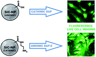 Graphical abstract: Delivery of SiC-based nanoparticles into live cells driven by cell-penetrating peptides SAP and SAP-E