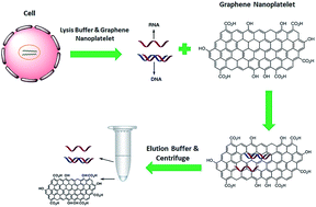 Graphical abstract: DNA and RNA extractions from eukaryotic and prokaryotic cells by graphene nanoplatelets
