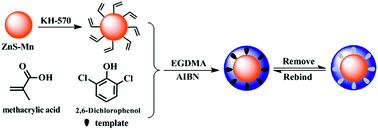 Graphical abstract: Molecularly imprinted polymer nanospheres based on Mn-doped ZnS QDs via precipitation polymerization for room-temperature phosphorescence probing of 2,6-dichlorophenol