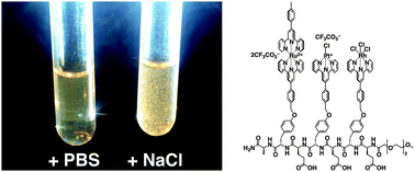 Graphical abstract: A water-soluble metal–organic complex array as a multinuclear heterometallic peptide amphiphile that shows unconventional anion dependency in its self-assembly