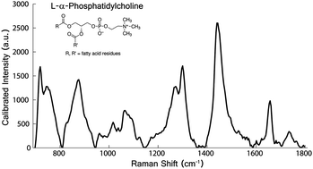 Graphical abstract: Clinical instrumentation and applications of Raman spectroscopy