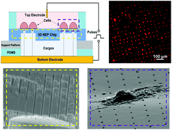 Graphical abstract: 3D nanochannel electroporation for high-throughput cell transfection with high uniformity and dosage control