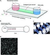 Graphical abstract: Improving nanoparticle diffusion through tumor collagen matrix by photo-thermal gold nanorods