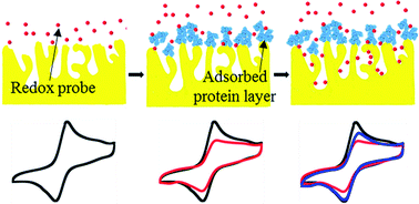 Graphical abstract: Electrochemical study of nanoporous gold revealing anti-biofouling properties