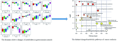 Graphical abstract: Integrated analysis of serum and intact muscle metabonomics identify metabolic profiles of cancer cachexia in a dynamic mouse model
