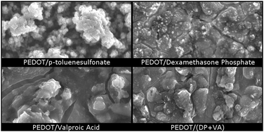 Graphical abstract: Small bioactive molecules as dual functional co-dopants for conducting polymers