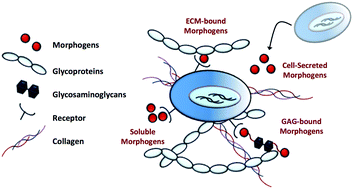 Graphical abstract: Biomaterial strategies for controlling stem cell fate via morphogen sequestration