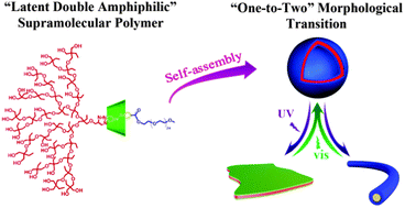 Graphical abstract: Light-triggered reversible “one-to-two” morphological transition in a “latent double-amphiphilic” linear-hyperbranched supramolecular block copolymer