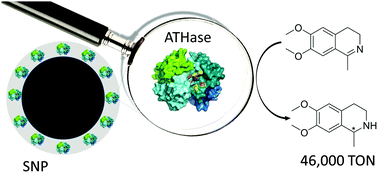 Graphical abstract: Immobilization of an artificial imine reductase within silica nanoparticles improves its performance