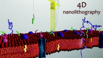 Graphical abstract: Towards scanning probe lithography-based 4D nanoprinting by advancing surface chemistry, nanopatterning strategies, and characterization protocols