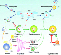 Graphical abstract: Investigation and intervention of autophagy to guide cancer treatment with nanogels