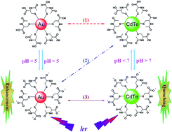 Graphical abstract: Near-infrared photoluminescence enhancement of N-acetyl-l-cysteine (NAC)-protected gold nanoparticles via fluorescence resonance energy transfer from NAC-stabilized CdTe quantum dots