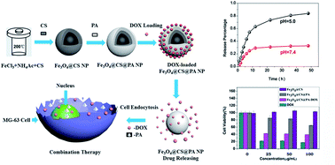 Graphical abstract: Combination therapeutics of doxorubicin with Fe3O4@chitosan@phytic acid nanoparticles for multi-responsive drug delivery