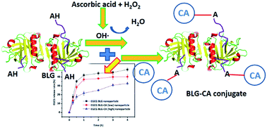 Graphical abstract: β-Lactoglobulin–chlorogenic acid conjugate-based nanoparticles for delivery of (−)-epigallocatechin-3-gallate