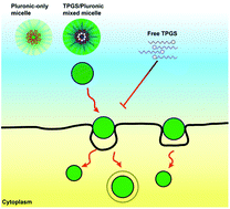 Graphical abstract: Diblock- and triblock-copolymer based mixed micelles with high tumor penetration in vitro and in vivo